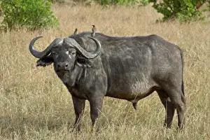 Strength Prints: Cape buffalo or African buffalo (Syncerus caffer) with yellow-billed oxpecker