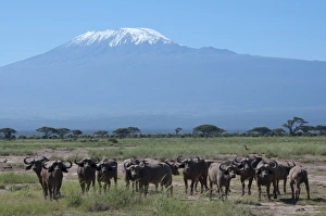Buffalo Prints: Cape buffalo, Amboseli National Park, with Mount Kilimanjaro in the background