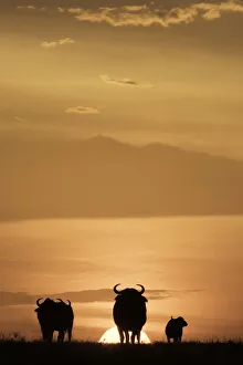 Horned Prints: Cape buffalo in silhouette at sunset on the Msai Mara, Kenya, East Africa, Africa