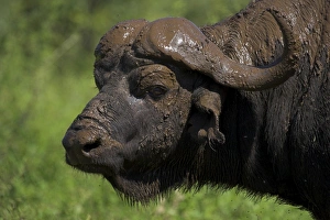 Buffalo Prints: Cape buffalo (Syncerus caffer)