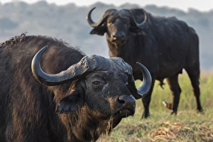 Closeup Shot Prints: Cape buffalo (Syncerus caffer), Chobe river, Botswana, Africa