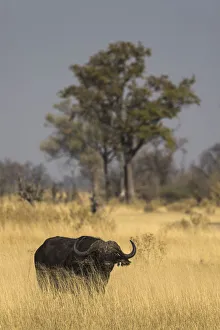 Khwai Prints: Cape buffalo (Syncerus caffer), Khwai Conservancy, Botswana