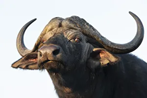 Buffalo Prints: Cape buffalo (Syncerus caffer), Zimanga private game reserve, KwaZulu-Natal, South Africa