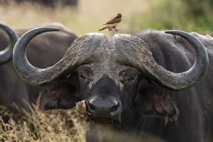 Tsavo Prints: Cape buffalo (Syncerus caffer), Tsavo, Kenya, East Africa, Africa