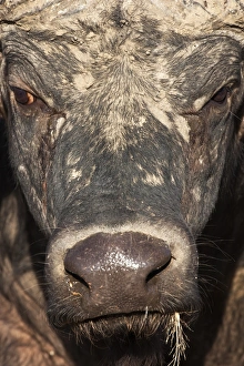 Buffalo Prints: Cape buffalo (Syncerus caffer), Kruger National Park, South Africa, Africa