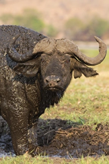 Horn Prints: Cape buffalo (Syncerus caffer) on the banks of the Chobe