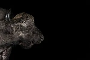 Strong Prints: Cape buffalo (Syncerus caffer) bull at night