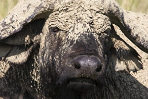 Covered Prints: Cape buffalo (Syncerus caffer) with dried mud
