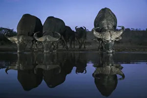 Buffalo Prints: Cape buffalo (Syncerus caffer) drinking at dusk, Zimanga private game reserve
