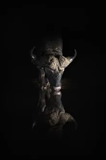 Cape buffalo (Syncerus caffer) drinking at night, Zimanga private game reserve, KwaZulu-Natal