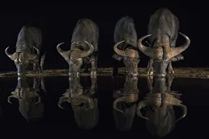 Black Background Prints: Cape buffalo (Syncerus caffer) drinking at night