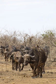 On The Move Prints: Cape buffalo (Syncerus caffer) herd, Kruger National Park, South Africa, Africa