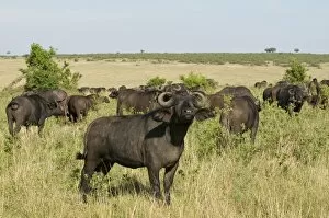 Cape buffalo (Syncerus caffer), Masai Mara National Reserve, Kenya, East Africa, Africa