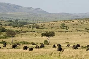 Images Dated 2nd October 2008: Cape buffalo (Syncerus caffer), Masai Mara National Reserve, Kenya, East Africa, Africa