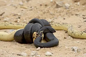 Snake Prints: Cape cobra (Naja nivea) and mole snake (Pseudaspis cana) fighting