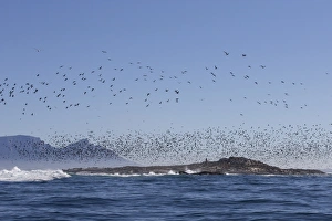 Sea Bird Prints: Cape cormorant (Phalacrocorax capensis)