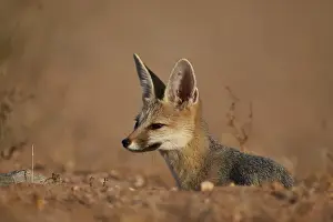 Cape fox (Cama fox) (silver-backed fox) (Vulpes chama), Kgalagadi Transfrontier Park