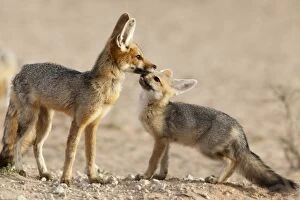 Images Dated 9th November 2009: Cape fox with cub (Vulpes chama), Kgalagadi Transfrontier Park, Northern Cape