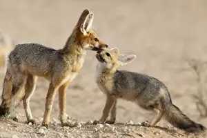 Northern Cape Prints: Cape fox with cub (Vulpes chama), Kgalagadi Transfrontier Park, Northern Cape