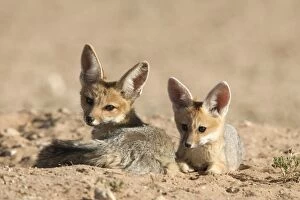 Images Dated 8th November 2009: Cape fox (Vulpes chama) cubs, Kgalagadi Transfrontier Park, Northern Cape