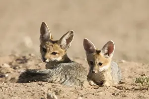 Northern Cape Prints: Cape fox (Vulpes chama) cubs, Kgalagadi Transfrontier Park, Northern Cape
