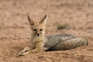 Images Dated 2nd December 2008: Cape fox (Vulpes chama), Kgalagadi Transfrontier Park, Northern Cape, South Africa