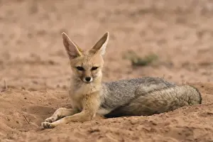 Cape fox (Vulpes chama), Kgalagadi Transfrontier Park, Northern Cape, South Africa