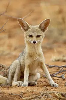Kgalagadi Prints: Cape fox (Vulpes chama), Kgalagadi Transfrontier Park