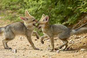 Two Animal Prints: Cape fox (Vulpes chama) pups playing