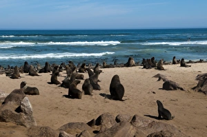 Cape fur seal (Arctocephalus pusilus), Skeleton Coast National Park, Namibia, Africa