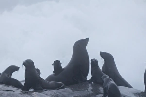 Animal Parent Prints: Cape fur seal (Arctocephalus pusilus) in the fog