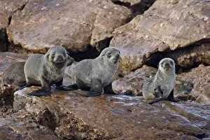 Images Dated 25th October 2007: Three Cape fur seal (South African fur seal) (Arctocephalus pusillus) pups
