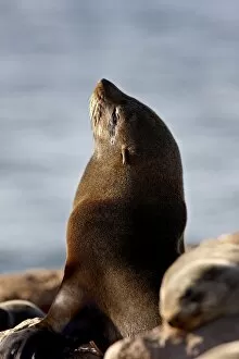 Images Dated 25th October 2007: Cape fur seal (South African fur seal) (Arctocephalus pusillus), Elands Bay