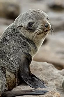 Images Dated 26th October 2007: Cape fur seal (South African fur seal) (Arctocephalus pusillus) pup, Elands Bay