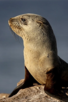 Images Dated 25th October 2007: Cape fur seal (South African fur seal) (Arctocephalus pusillus), Elands Bay