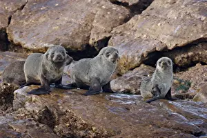 Elands Bay Prints: Three Cape fur seal (South African fur seal) (Arctocephalus pusillus) pups