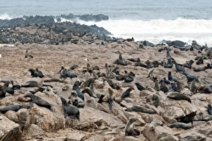 Kunene Prints: Cape Fur seals (Arctocephalus pusillus)