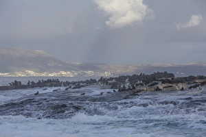 Cape fur seals (Arctocephalus pusillus pusillus), Seal Island, False Bay, Simonstown, Western Cape, South Africa, Africa