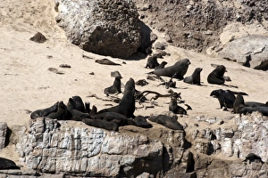 Fur Seals Prints: Cape fur seals, Cape Town, South Africa, Africa