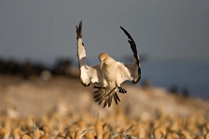 Cape Gannet