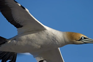 Cape gannet