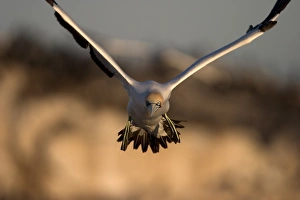 Gannet Prints: Cape gannet (Morus capensis)