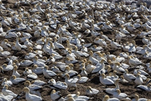 Morus Capensis Prints: Cape gannet (Morus capensis), breeding colony, Lamberts Bay, South Africa, Africa
