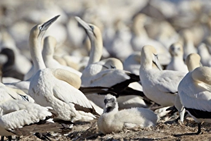 Large Group Of Animals Prints: Cape gannet (Morus capensis) chick, Bird Island, Lamberts Bay, South Africa, Africa