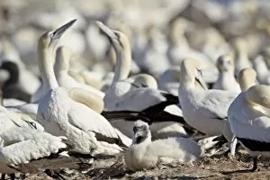 Large Group Of Animals Gallery: Cape gannet (Morus capensis) chick, Bird Island, Lamberts Bay, South Africa, Africa