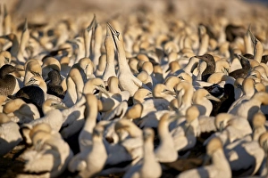 Bird Colony Prints: Cape Gannet (Morus capensis) colony, Bird Island, Lamberts Bay, South Africa, Africa