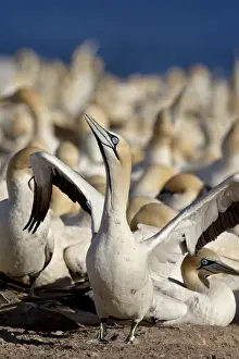 Bird Colony Prints: Cape gannet (Morus capensis) displaying at the edge of colony, Bird Island