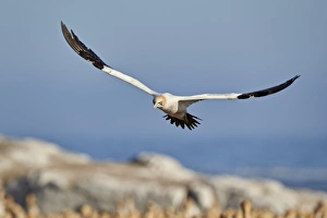 Cape Gannet (Morus capensis) in flight, Bird Island, Lamberts Bay, South Africa, Africa