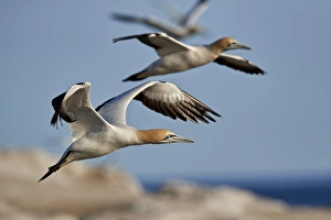 Spread Wings Prints: Cape gannet (Morus capensis) in flight, Bird Island, Lamberts Bay, South Africa, Africa