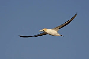 Images Dated 25th October 2007: Cape gannet (Morus capensis) in flight, Lamberts Bay, South Africa, Africa